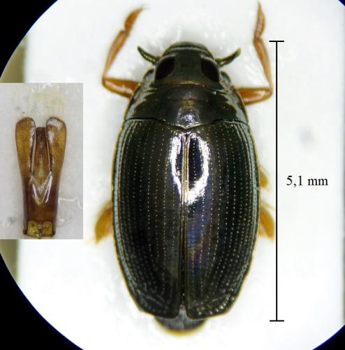 Gyrinus dejeani